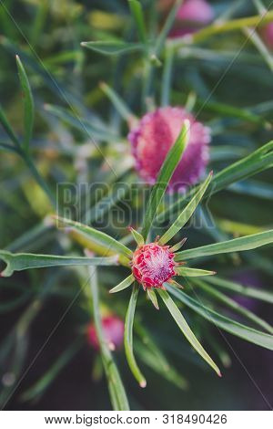 Native Australian Bush Plant Isopogon Candy Cone With Pink Flowers