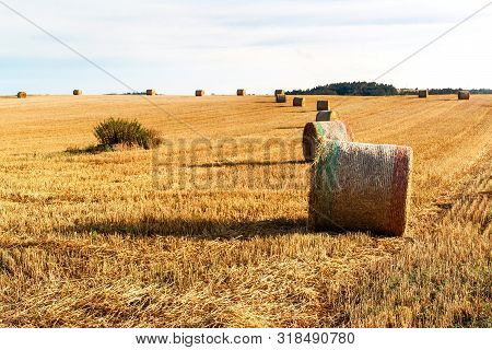 Straw Ball On Field In The Czech Republic. Harvested Field. Morning On The Far. Hay Bales After Harv