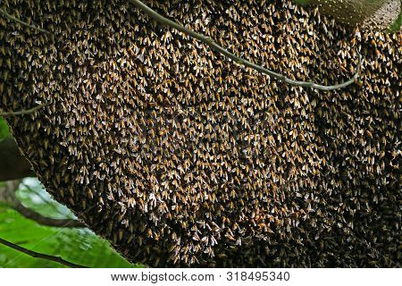 Closeup Huge Beehive Of Giant Honey Bees On A Branch, Selective Focus
