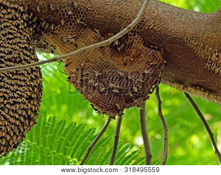 Closeup Huge Beehive Of Giant Honey Bees On A Branch, Selective Focus