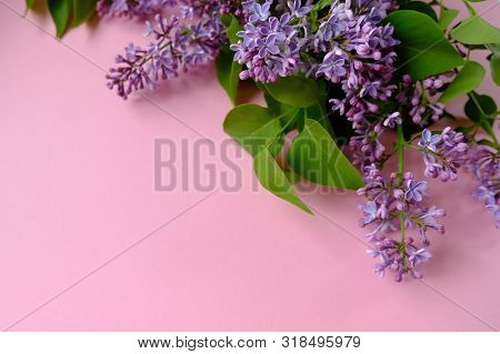 Lilac. Colorful Purple Lilacs Blossoms With Green Leaves.