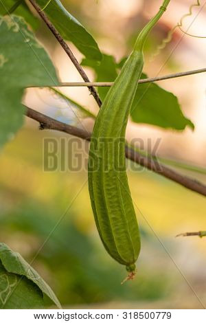 Ram Turai (sponge Gourd) Vegetable On Blurry Background.