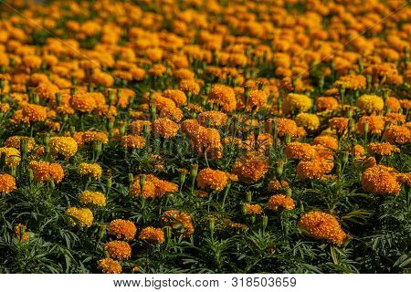 Photo Of Yellow Flowers In The Garden.