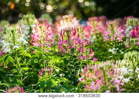 Pink Flower In The Garden With Selective Focus.