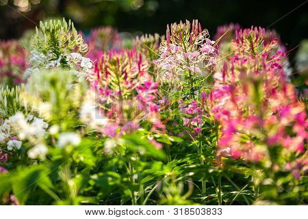 Pink Flower In The Garden With Selective Focus.