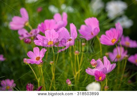 Pink Flower In The Garden With Selective Focus.