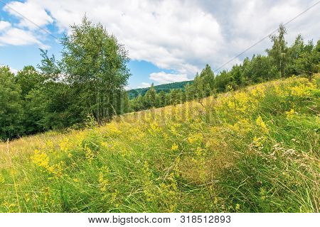 Grassy Glade In Mountain. Beautiful Nature Scenery On A Cloudy Day Among The Forest In Summer Time. 