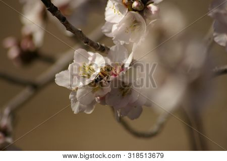 Close Up Of A Working Honey Bee Cross Pollinating White Almond Blossoms On A Tree In Rural New South