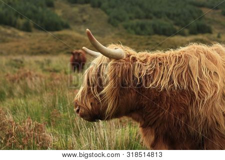 Hairy Long Haired Highland Cow Eating Grass In A Green Field In Scotland