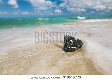 caribbean black shells -  West Indian top shell - on a sandy beach with sea waves