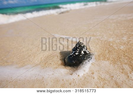 caribbean black shells -  West Indian top shell - on a sandy beach with sea waves