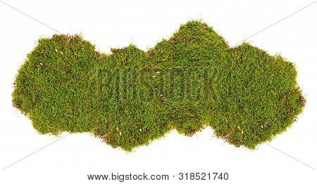 Green Moss Isolated On White Background, Studio Shot