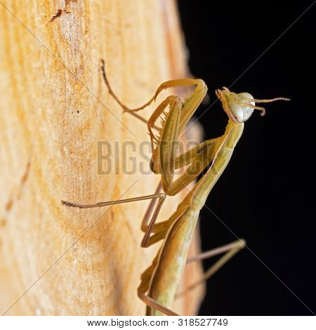 European Or Praying Mantis On Wood And Black Background. Religiosa Mantidae