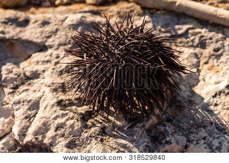 Dry Urchin On A Rock Of A Beach. Sunlight Highlighting All The Spikes. Typical Creature In The Water
