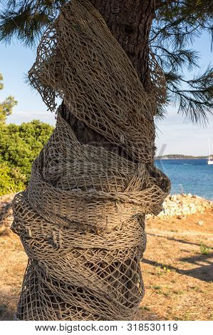 Trunk Of An Olive Tree, Covered For Decoration With A Natural Colored Fabric. Beach In The Backgroun