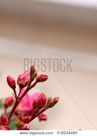 Buds Nerium Oleander Wallpaper Closeup With Blurry Background