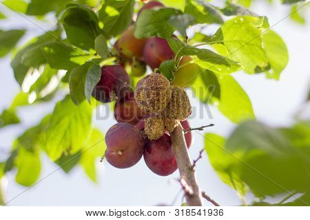 Moldy Plums On Tree, Infected With Fungal Disease Monilinia Fructicola Or Brown Rot. Blurred Backgro