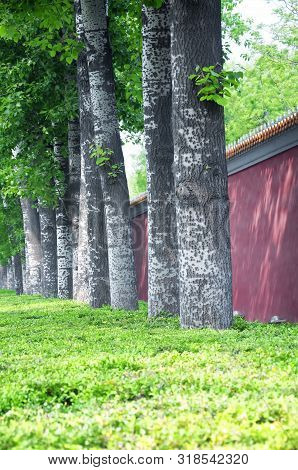 A Green Carpet Of Plants And Old White Birch Trees Lining Changan Avenue Beijing China Near The Forb