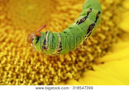 Swallowtail butterfly is beautiful but like a caterpillar larva looks a bit weird, Papilio demodocus Esper, Lepidoptera: Papilionidae lives on the lime trees