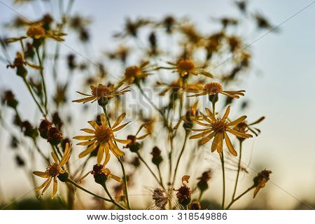 Cota Tinctoria Golden Marguerite Or Yellow Chamomile Flowers.