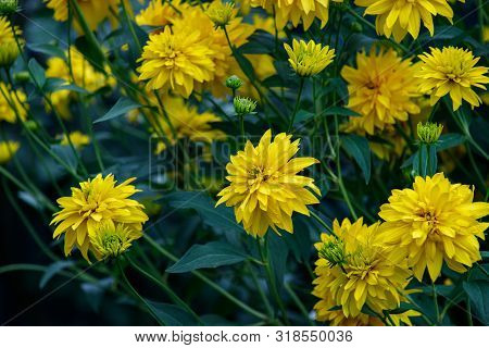 Yellow Flowers In Late Summer. Golden Ball Or Rudbeckia Laciniata Blooms In August And September