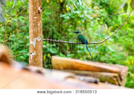 Motmot (momotus Aequatorialis), Bird That Its Natural Habitat Is The Subtropical Montane Forests