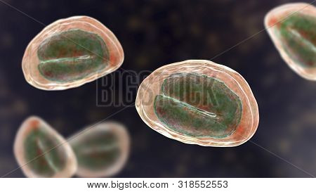 Eggs Of Helminths Enterobius Vermicularis Containing Worm Larva. Threadworm Which Cause Enterobiasis
