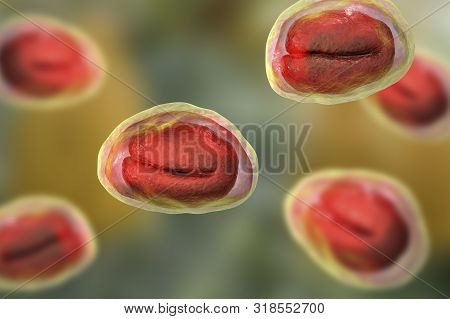 Eggs Helminths Image & Photo (Free Trial) | Bigstock