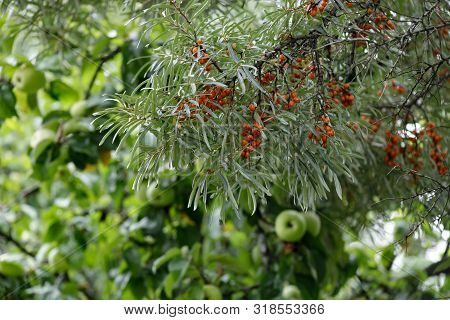 Hippophae Rhamnoides Is Known As The Common Sea Buckthorn Bush. Bright Orange Healing Berries On A N