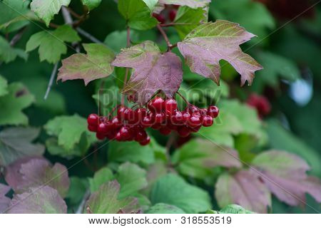 Kalina Oculus, Red Berries And Leaves Outdoors In Late Summer Or Autumn. Branch Of Red Viburnum In T