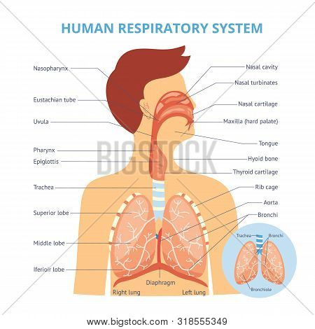 Medical Infographics Of The Human Respiratory System On The Example Of A Man.