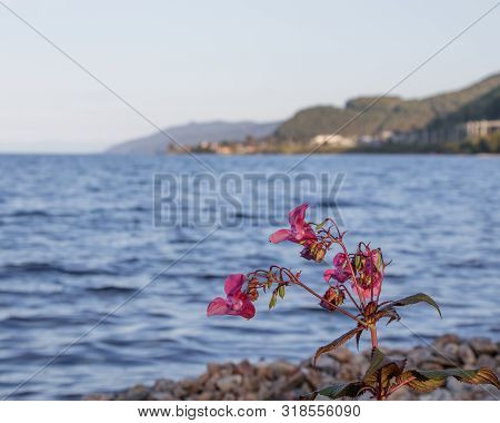 View Of Lake Baikal Near The Town Of Slyudyanka, Irkutsk Region, Russia. In The Foreground Are Pink 