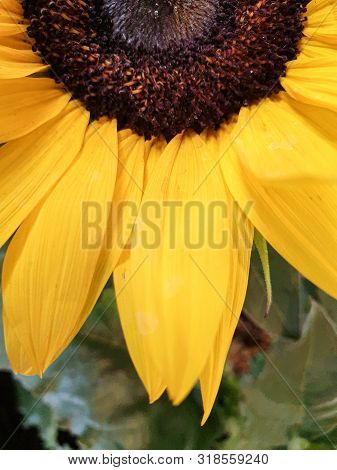 Close-up Of A Section Of A Beautiful Sunflower At The 2019 Federal Garden Show In Heilbronn In Germa