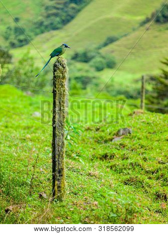 Motmot (momotus Aequatorialis), Bird That Its Natural Habitat Is The Subtropical Montane Forests