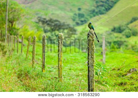 Motmot (momotus Aequatorialis), Bird That Its Natural Habitat Is The Subtropical Montane Forests