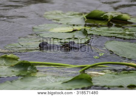Swamp Alligator Swimming Between Water Lily Pads In Texas