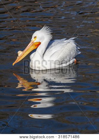 American White Pelican Swimming On The Lake