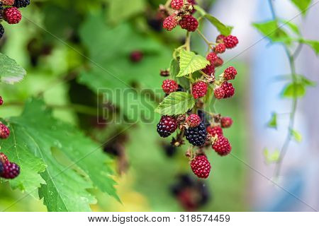 Large, Ripe Garden Blackberry - Ozhina