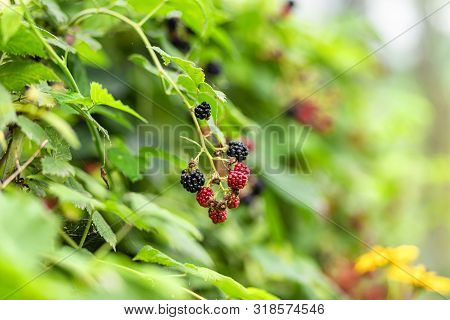 Large, Ripe Garden Blackberry - Ozhina