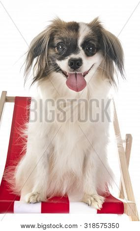 Phalene Papillon Dog In Front Of White Background