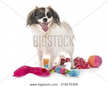 Phalene Papillon Dog In Front Of White Background