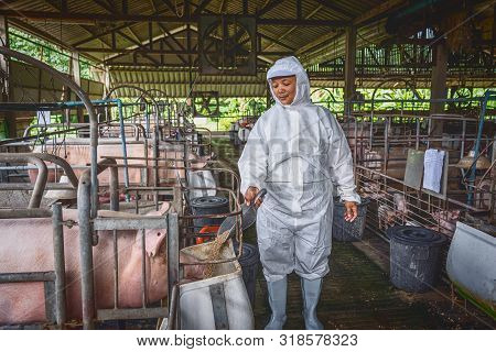 Asian Veterinarian Working And Feeding The Pig Food In Hog Farms, Animal And Pigs Farm Industry