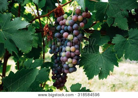 Grapes Growing In Italian Vineyards. Beautiful Blue Grape Cluster With Green Leaves, Close Up. Copy 