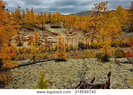 Russia. Far East, Magadan Region. Autumn Taiga On Permafrost Along The Highway Magadan - Yakutsk.