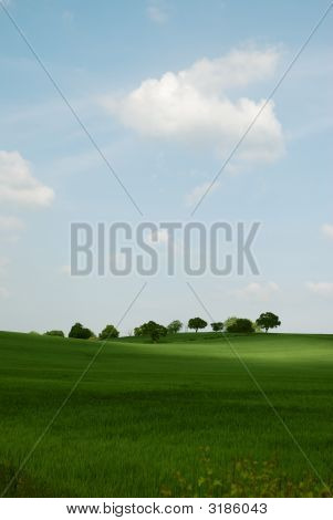 Portræt træer på en Skyline