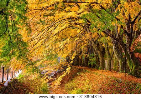 Maple Corridor near Kawaguchi Lake, Japan during autumn.