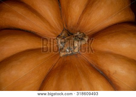 Ripe Pumpkin On The Windowsill. Closeup Of Ripe Pumpkin Petiole Time To Harvest At The End Of Summer