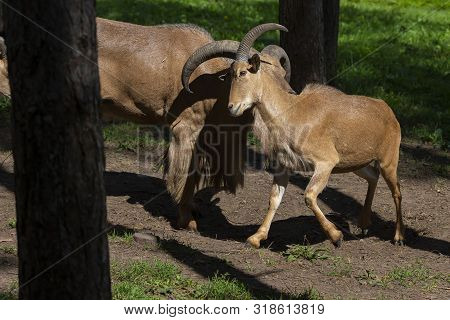 Barbary Sheep (ammotragus Lervia) Or Aoudad Is A Species  Native To Rocky Mountains In North Africa.