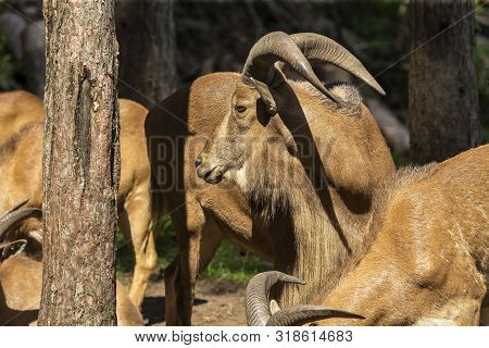 Barbary Sheep (ammotragus Lervia) Or Aoudad Is A Species  Native To Rocky Mountains In North Africa.