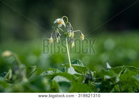 Flowering Potato. Potato Flowers Blossom In Sunlight Grow In Plant. White Blooming Potato Flower On 